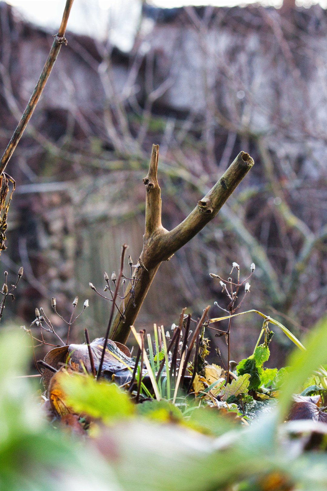 A photo of a Y-shaped stick sticking out of the ground